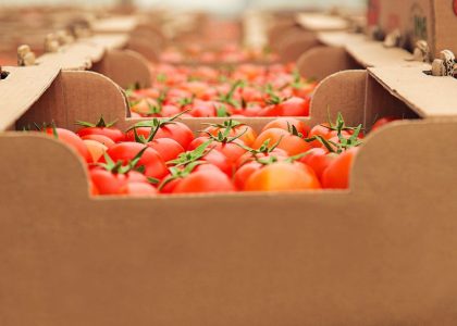 Cassetta di pomodori per Export agroalimentare italiano
