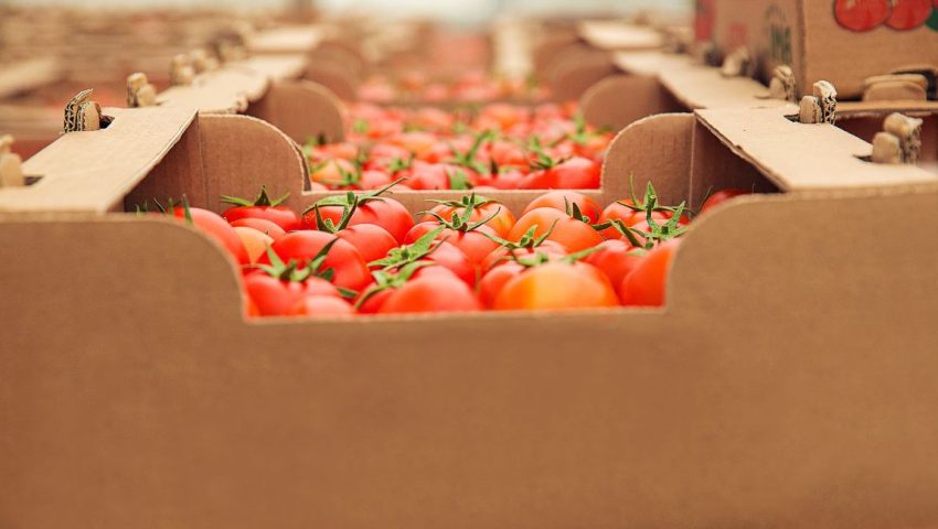 Cassetta di pomodori per Export agroalimentare italiano